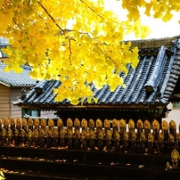 SONY(ソニー)のレンズ Vario-Sonnar T＊ DT 16-80mm F3.5-4.5 ZA