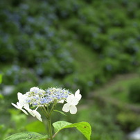 みのかもの森