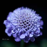 SIGMA(シグマ)のレンズ 70mm F2.8 DG MACRO [キヤノン用] で撮影