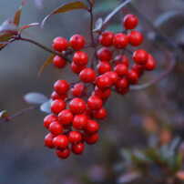 SIGMA(シグマ)のレンズ 28-70mm F2.8 EX ASPHERICAL DF で撮影した写真