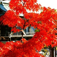 SONY(ソニー)のレンズ Vario-Sonnar T＊ DT 16-80mm F3.5-4.5 ZA