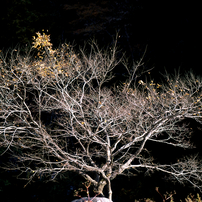 PENTAX(ペンタックス)のレンズ SMC PENTAXM☆67 300mmF4ED[IF] で撮影