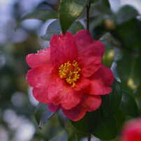 SIGMA(シグマ)のレンズ 28-70mm F2.8 EX ASPHERICAL DF で撮影した写真