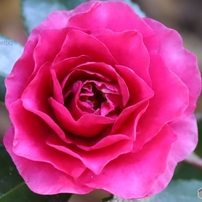 何かが見つめている？