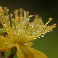 梅雨の草花は美しい　①