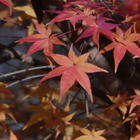 紅葉