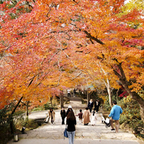 SIGMA(シグマ)のレンズ 10-20mm F4-5.6 EX DC HSM (ｼｸﾞﾏ AF) で