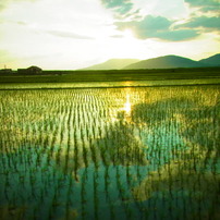 【四季模様　夏】