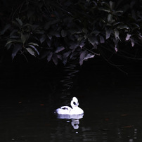 SIGMA(シグマ)のレンズ APO 150-500mm F5-6.3 DG OS HSM (ｷﾔﾉﾝ用