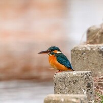 CANON(キヤノン)のレンズ EF70-300mm F4.5-5.6 DO IS USM で撮影した