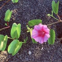 ロンボク島スンギギ