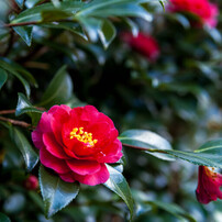 TAMRON(タムロン)のレンズ SP AF 28-75mm F/2.8 XR Di LD