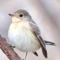 CANON(キヤノン)のレンズ EF-S55-250mm F4-5.6 IS II で撮影した