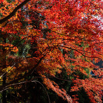 PENTAX(ペンタックス)のレンズ smc PENTAX-D FA645 55mmF2.8AL