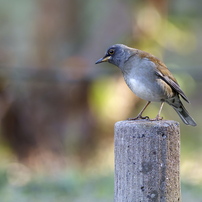 New Year's Bird Watching in Kashiwa 2025