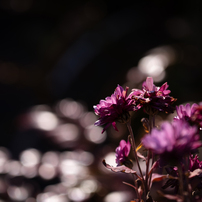 SIGMA(シグマ)のレンズ 60mm F2.8 DN シルバー [マイクロフォーサーズ