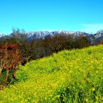 TAMRON(タムロン)のレンズ SP AF 17-50mm F/2.8 XR Di II LD