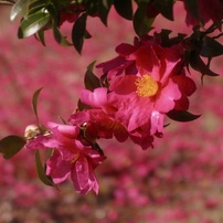 CANON(キヤノン)のデジタルカメラPowerShot Pro1 で撮影した写真
