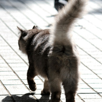 CANON(キヤノン)のレンズ EF-S55-250mm F4-5.6 IS II で撮影した