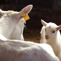 自分の分身は愛おしい