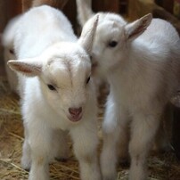 二匹の子ヤギ