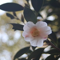 CANON EF28-70mm