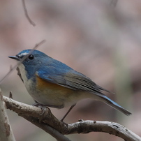 野鳥観察日記　ルリビタキ