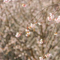 PENTAX(ペンタックス)のレンズ FA Jズーム75-300mm F4.5-5.8AL で撮影