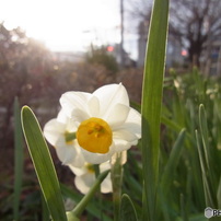 RICOH(リコー)のデジタルカメラCX5 で撮影した写真(画像)一覧(2ページ