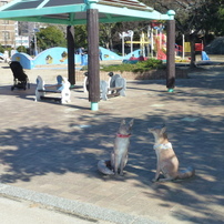 PANASONIC(パナソニック)のデジタルカメラLUMIX DMC-TZ20 で撮影した