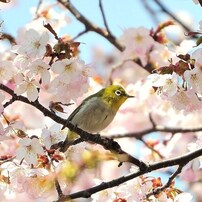 SIGMA(シグマ)のレンズ APO 50-500mm F4.5-6.3 DG OS HSM