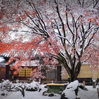 冬の情景