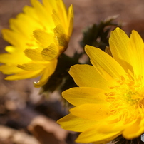 PENTAX(ペンタックス)のデジタル一眼PENTAX K100D で撮影した