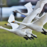 TAMRON(タムロン)のレンズ SP 150-600mm F/5-6.3 Di VC USD