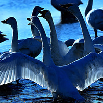 TAMRON(タムロン)のレンズ SP 150-600mm F/5-6.3 Di VC USD