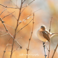 Lovely birds☆.。.:*・