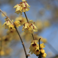 ✨柔らかい写真に✨Canon EF 100-300mm F5.6 作例有り EF100-300mm F5.6L 光と遠景が織りなす瞬間 - 魅惑の中望遠
