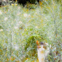 NIKON(ニコン)のデジタルカメラCOOLPIX A10 で撮影した写真(画像