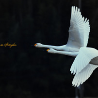 TAMRON(タムロン)のレンズ SP 150-600mm F/5-6.3 Di VC USD