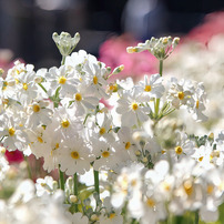 TAMRON(タムロン)のレンズ SP AF 28-75mm F/2.8 XR Di LD