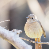 OLYMPUS(オリンパス)のレンズ M.ZUIKO DIGITAL ED 75-300mm F4.8-6.7