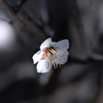 CANON(キヤノン)のレンズ EF100mm F2.8 マクロ USM で撮影した