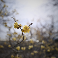 TAMRON(タムロン)のレンズ SP 15-30mm F/2.8 Di VC USD (Model