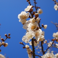 SIGMA(シグマ)のレンズ 30mm F2.8 DN シルバー [マイクロフォーサーズ