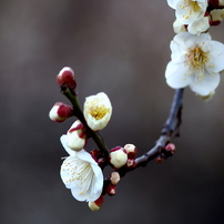 SIGMA(シグマ)のレンズ MACRO 105mm F2.8 EX DG (ﾌｫｰｻｰｽﾞ用) で
