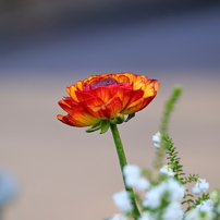 CANON(キヤノン)のレンズ RF-S55-210mm F5-7.1 IS STM で撮影