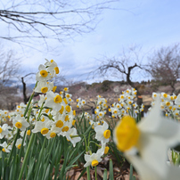 TAMRON(タムロン)のレンズ SP 15-30mm F/2.8 Di VC USD (Model