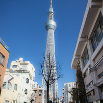 タワー或いはツリーと暮らす街