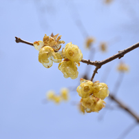 TAMRON(タムロン)のレンズ SP 15-30mm F/2.8 Di VC USD (Model