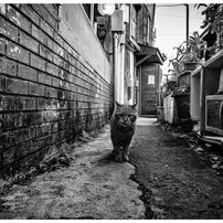 SIGMA(シグマ)のレンズ 10-20mm F3.5 EX DC HSM (ニコン用) で